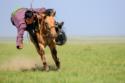 Barbara Barbour Mongolian Horseman